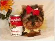 Cute Yorkies!!