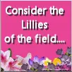 Consider the Lillies of the Field-pink