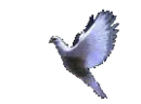 flying bird