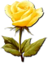 yellow flower
