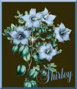 Shirley