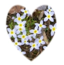 Forget me nots flowers