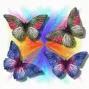butterfly