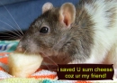 howdy thanx for the add rat