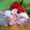 Pigs