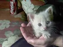 kitten
