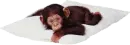 Cute monkey