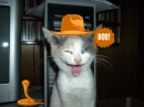 BOO KITTY