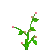 blooming flowers