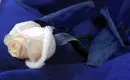 rozÄ±