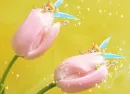 pink tulips