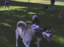 Husky Luv