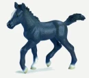 lipizzaner foal