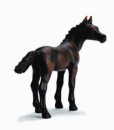 arabian foal