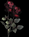 Dark roses