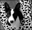 Basenji