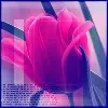 tulipan