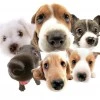 dogs