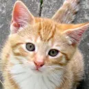 lillie cat