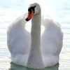 Single Swan.