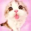 cute kitty