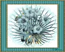 Blue Flowers