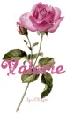 pink rose valerie