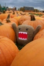 pumpkin domo