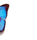 Butterfly - Ingrid