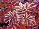 Winter Pink Leaves