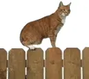 kitty on a fence