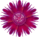 Fushia Fower