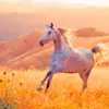 Wild And Free