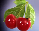 cherry and lady bug