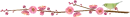 cherry blossoms