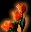 Orange Tulips