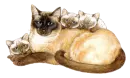 Cats