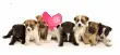 Jack russell terrier puppies