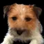 cute puppy