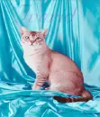 Cat.-Ingrid