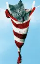 Cat in hat-Ingrid