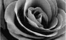 Black and white rose bud