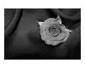 rose on a silk cloth