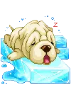 cute puppy