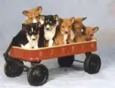 Basenji wagon