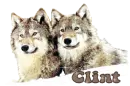 wolf sparkle~Clint