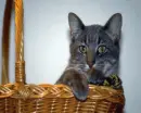 Cat in basket