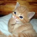 kitty