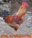 Year of the Rooster