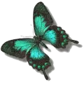 lovely butterfly